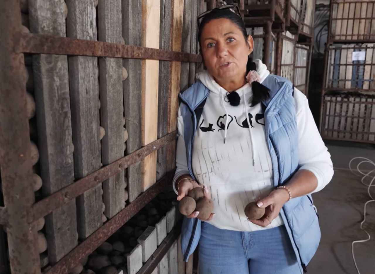 Rolniczka wprost o ziemniacznym kryzysie. "Klęska urodzaju gorsza niż susza"