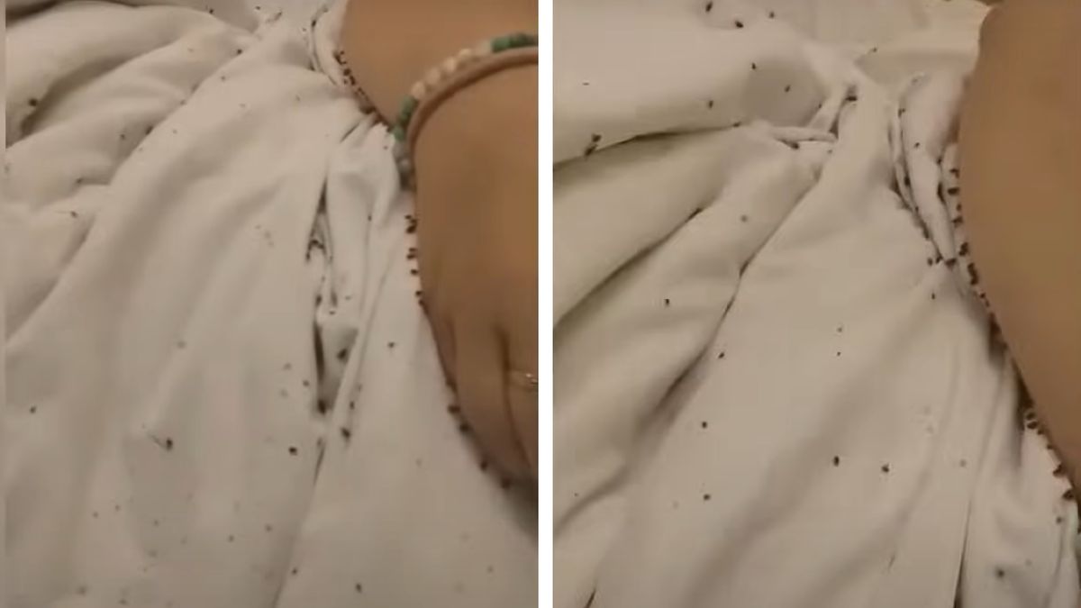 Pluskwy chodzą po pościeli i pacjentach 