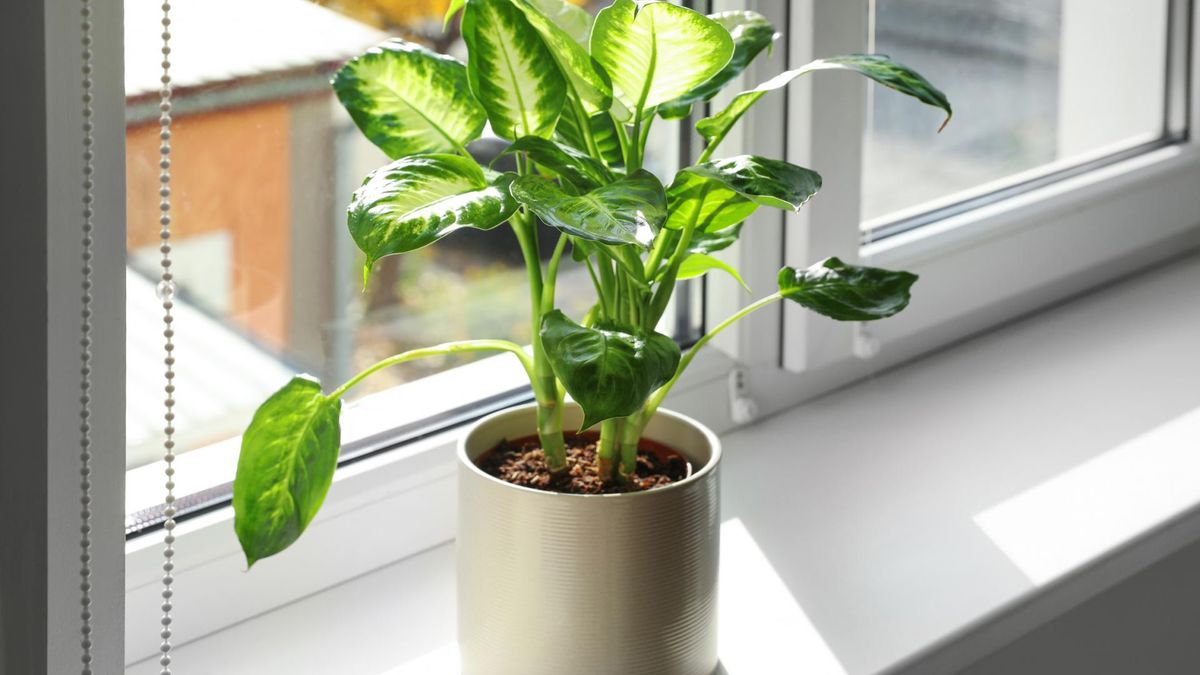 Difenbachia uchodzi za jedną z niebezpieczniejszych trujących roślin doniczkowych. Zaleca się dokładne mycie rąk po kontakcie z rośliną.