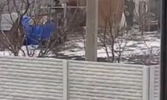 Rosyjscy żołnierze kradną kury z kurnika. Chwalą się, co ukradli