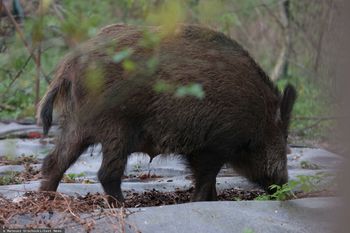 Dzik zaatakował, gdy w wózku było niemowlę. Pilna narada w Krakowie