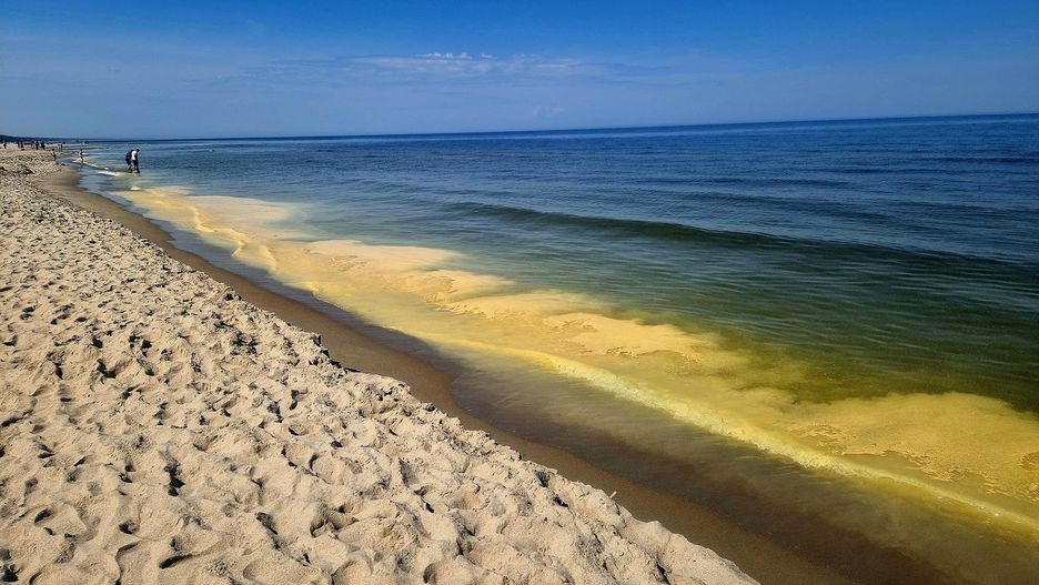 Za żółtą barwę Bałtyku o tej porze roku odpowiadają pyłki sosny