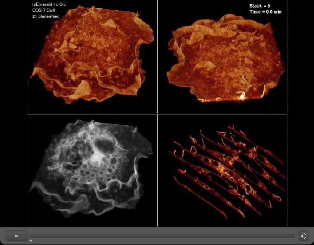 Mikrocuda na zwycięskich zdjęciach w konkursie Olympus BioScapes 3