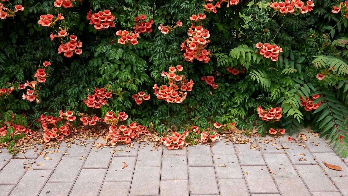 Milin amerykański to idealna roślina na żywopołot