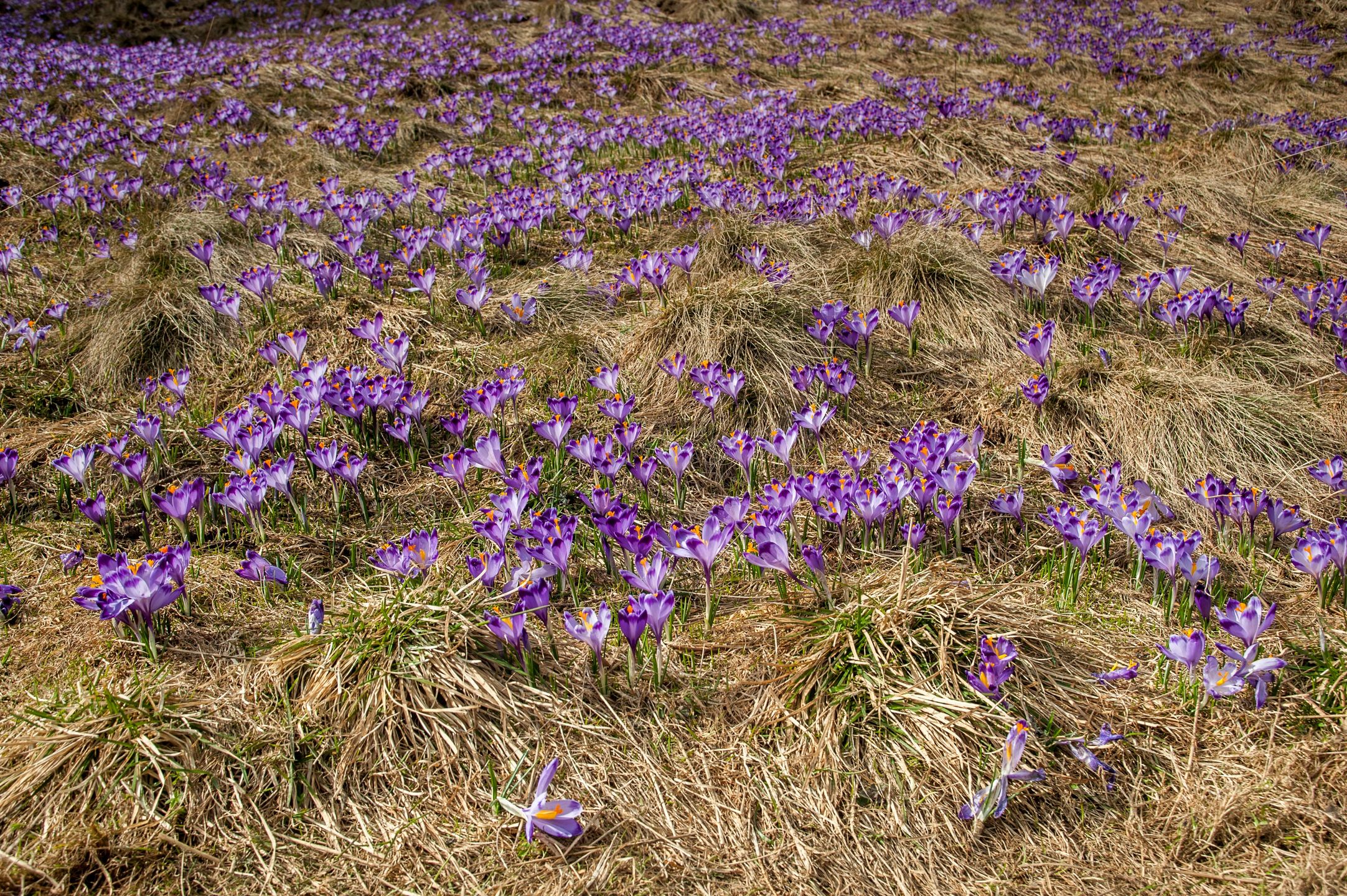 Krokusy w Tatrach (zdjęcie ilustracyjne).