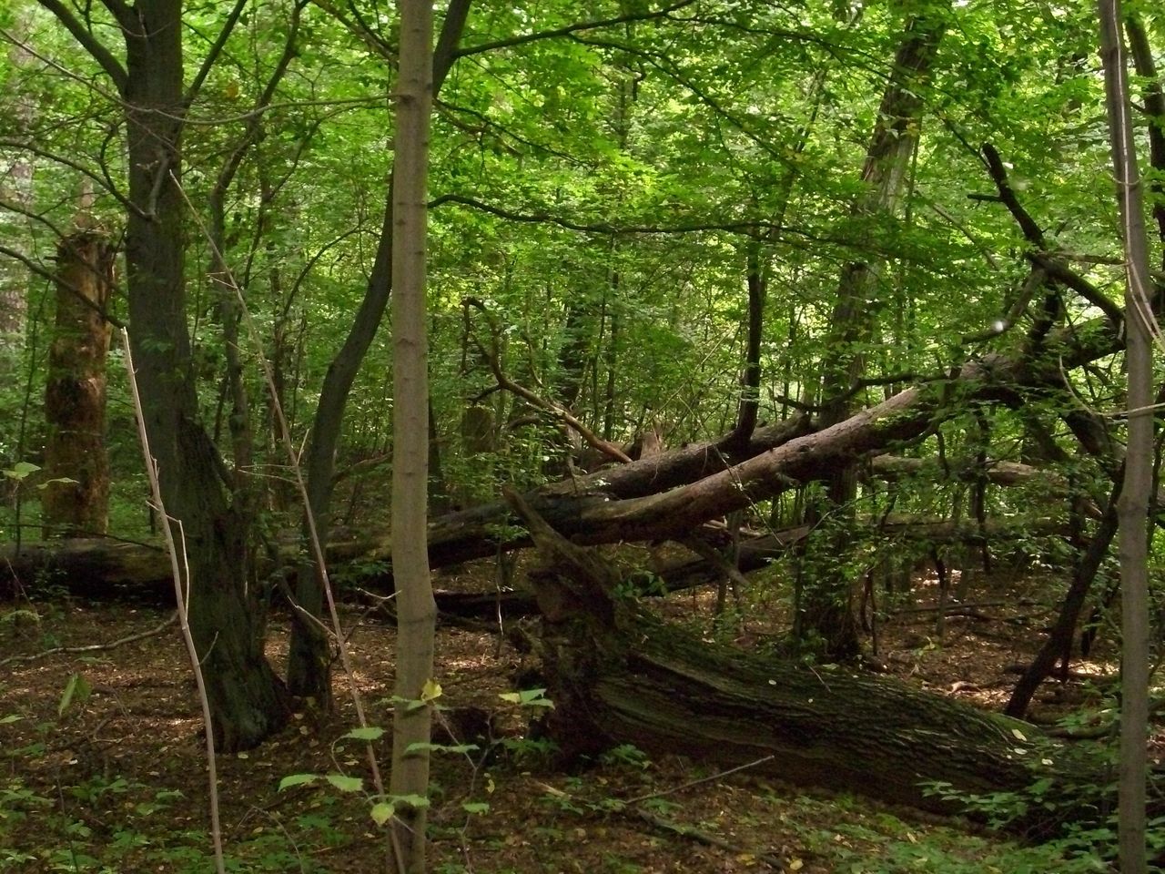 Budowa osiedla w Lesie Bemowskim. Inspektorzy wkroczyli na teren