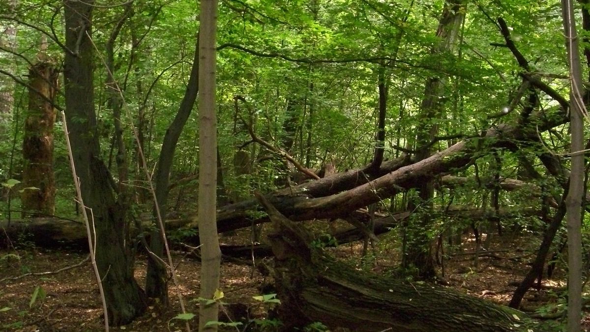 Osiedle miałoby powstać w lesie w otulinie rezerwatu.