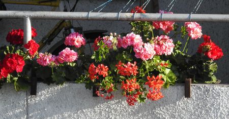 Wlej do doniczki z pelargoniami. Zakwitną jak szalone