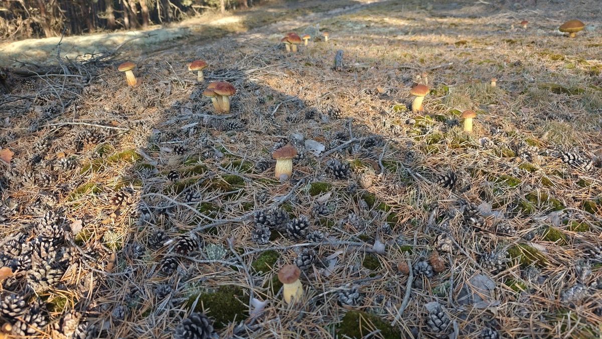 Przeraziła go liczba borowików amerykańskich.