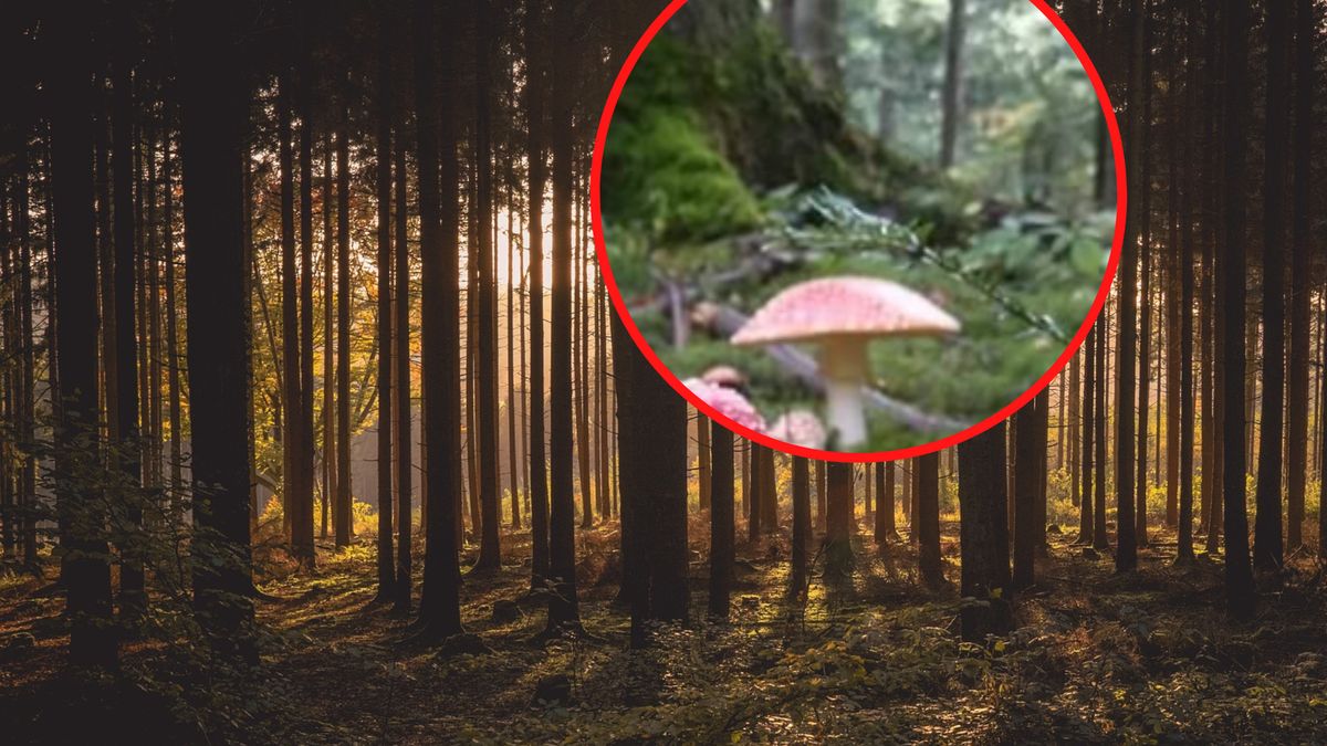 Leśnicy pokazali zdjęcia z Bieszczadów