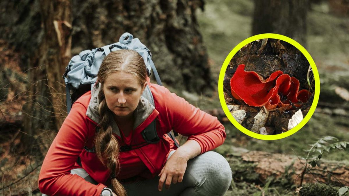 Szukaj ich w lasach. Smakosze twierdzą, że smakują jak rzodkiewka