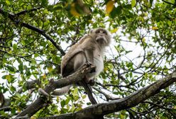 У світі зафіксована перша смерть від мавпячої віспи