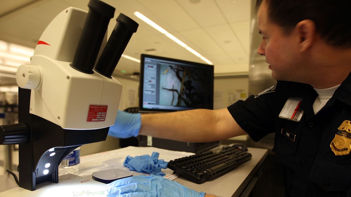 Próbowali przemycić groźny grzyb - zdjęcie ilustracyjne