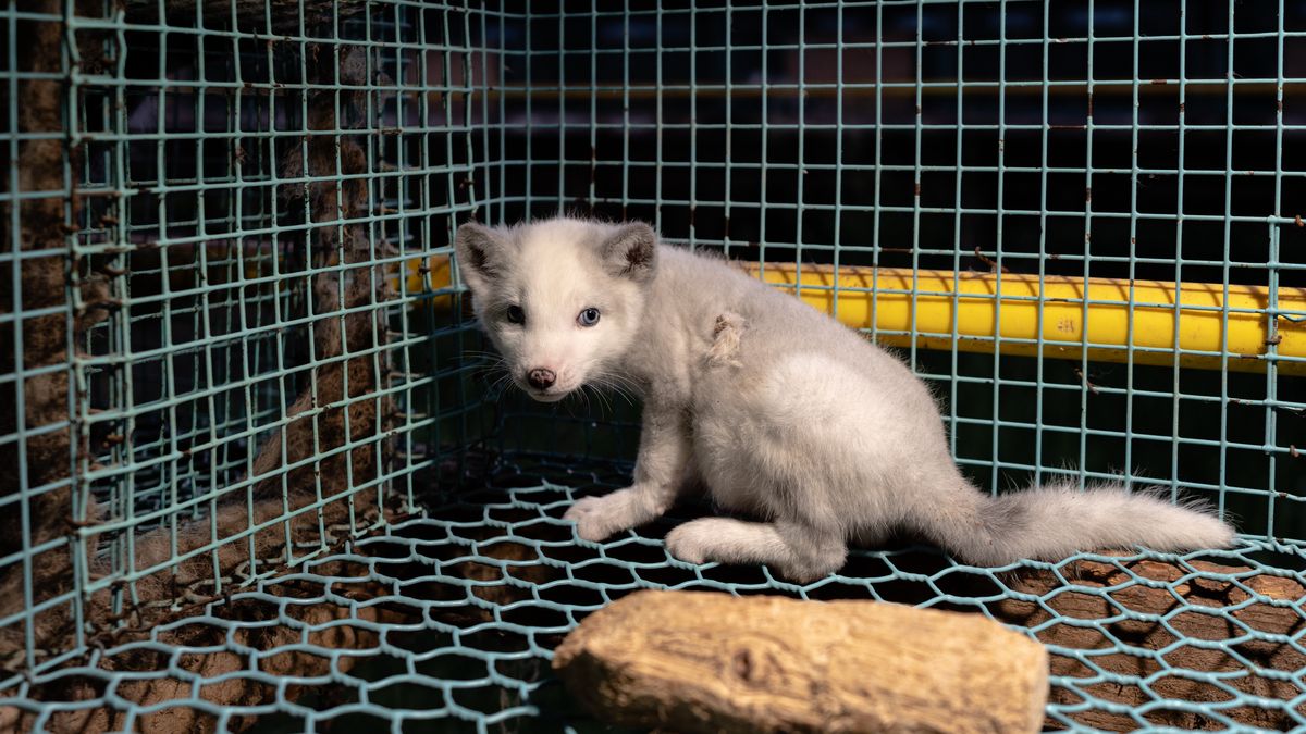 Zakaz ferm futerkowych coraz bliżej