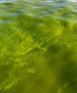 Tak wygląda woda nad Bałtykiem. Ważny komunikat dla turystów, sanepid zamyka kąpieliska