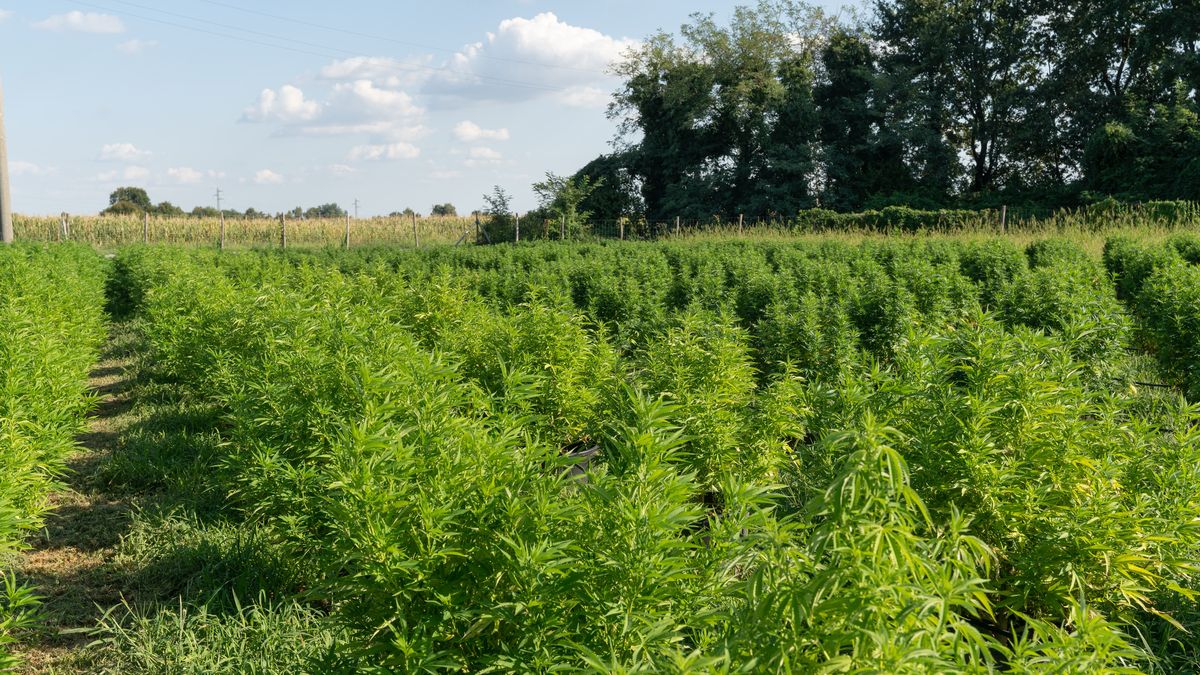 Na zdjęciu pole konopi