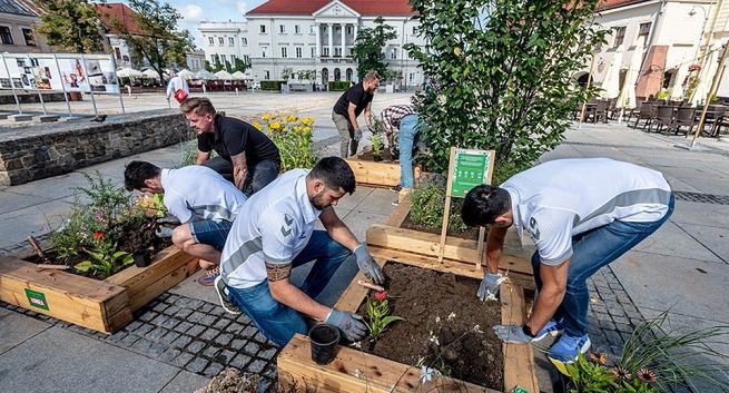 Łomża tworzy łąki kwietne w miastach
