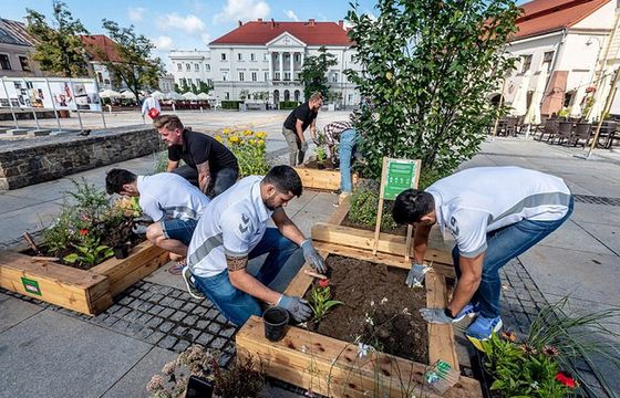 Łomża tworzy łąki kwietne w miastach