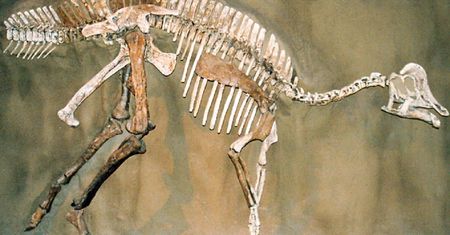 Niesamowite odkrycie. Odnaleziono DNA dinozaura, ma 70 mln lat