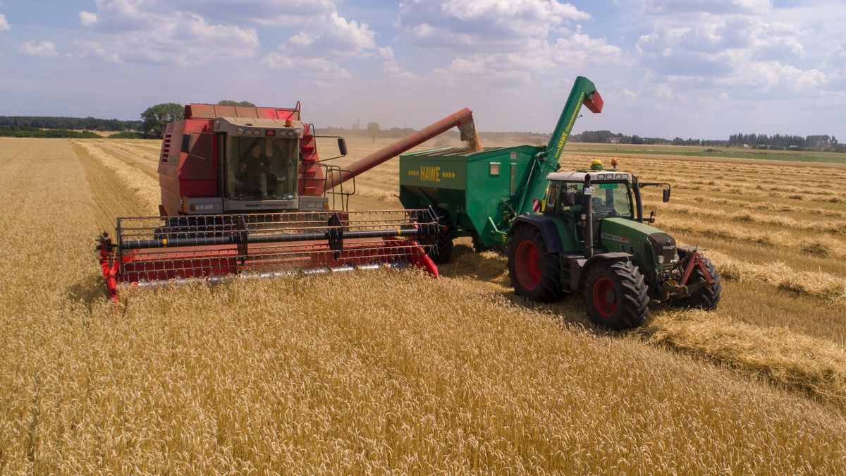 Kombajn podczas żniw