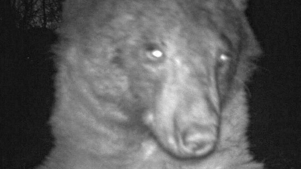 Niedźwiedź wdzięcznie pozował do kamery