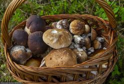 Gdzie iść na grzyby? Miłośnicy leśnych zbiorów ujawniają lokalizacje