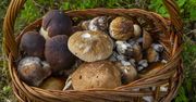 Gdzie iść na grzyby? Miłośnicy leśnych zbiorów ujawniają lokalizacje