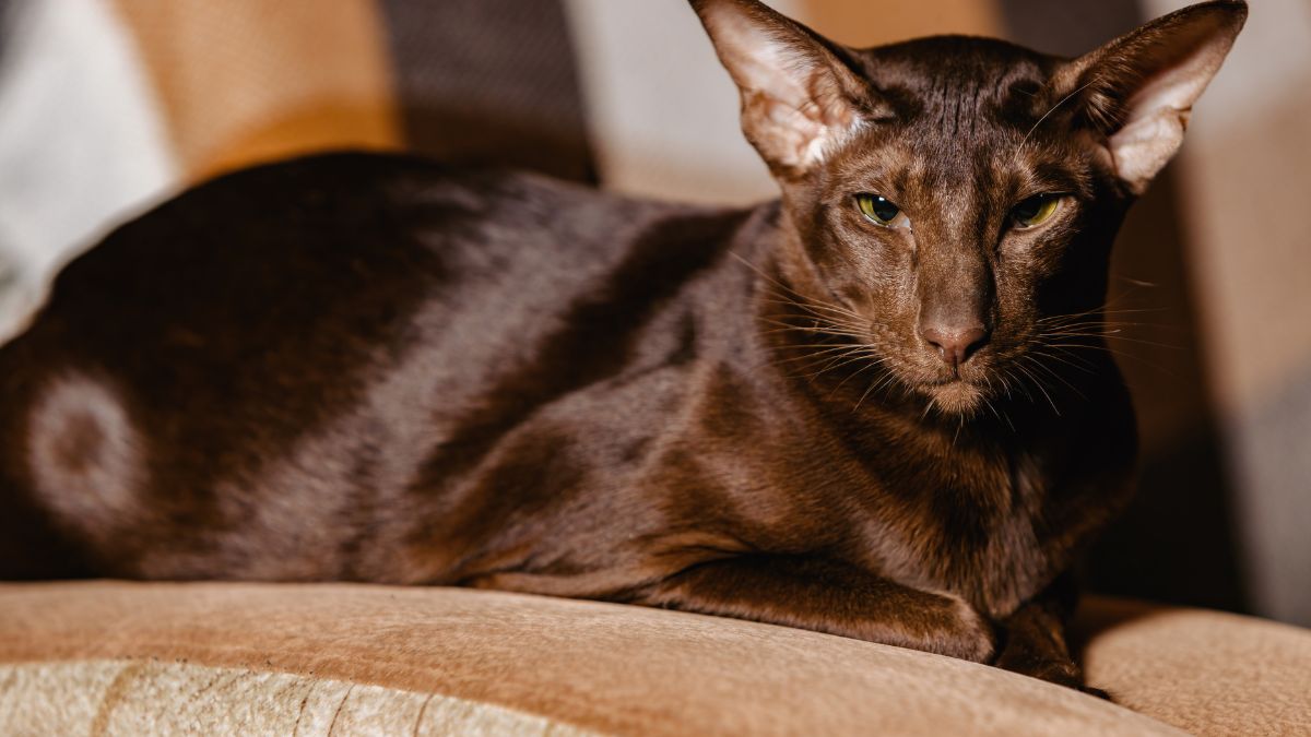 Kot hawański kosztuje tyle, co stary samochód.