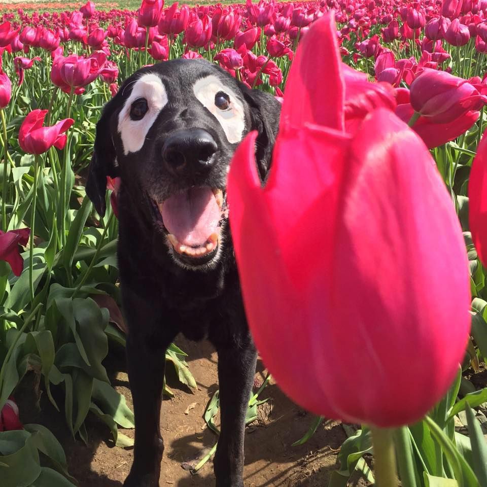 Labrador Rowdy z bielactwem