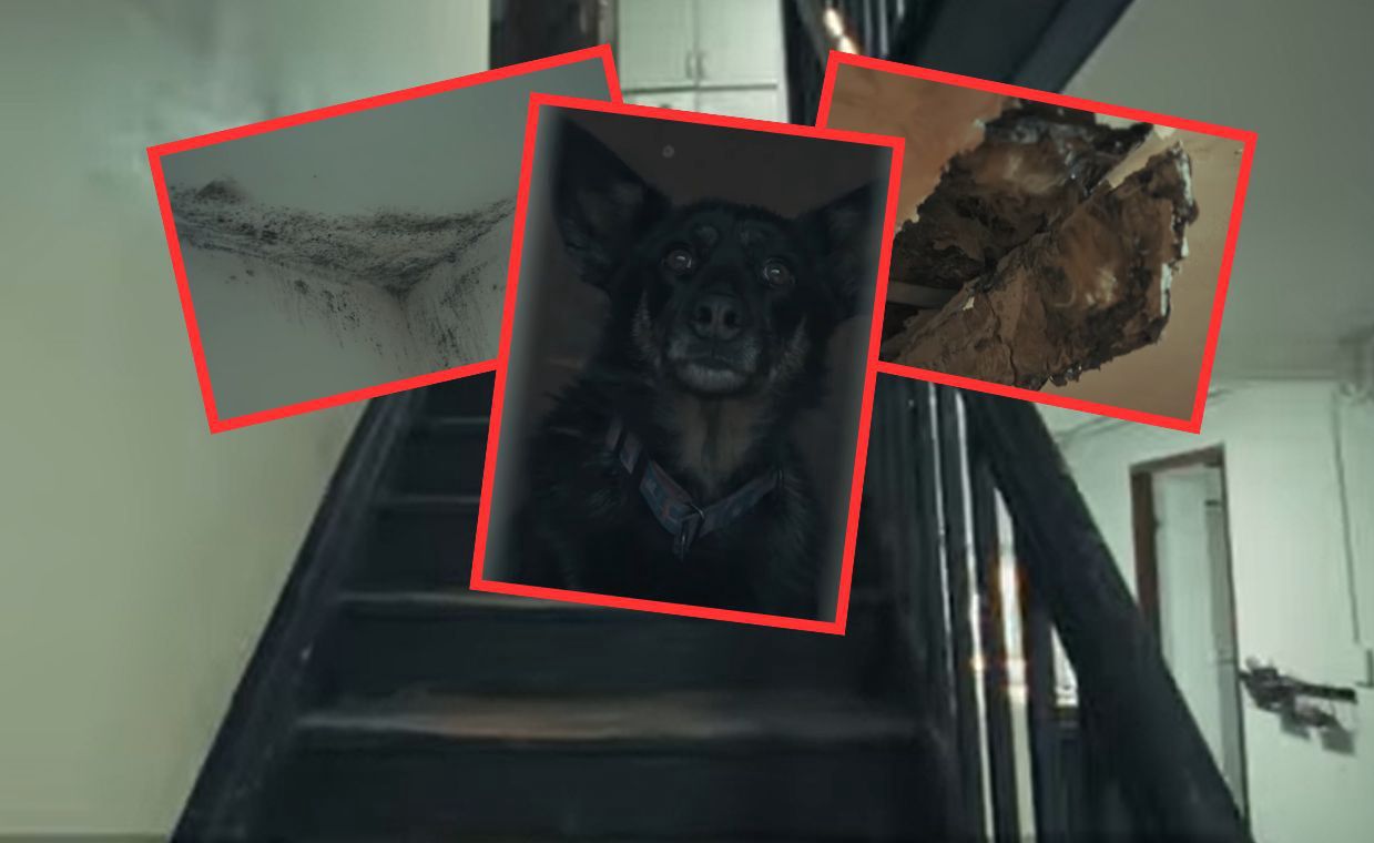 Pleśń, grzyb i przeciekający dach. Fatalne warunki, zaczęli akcję