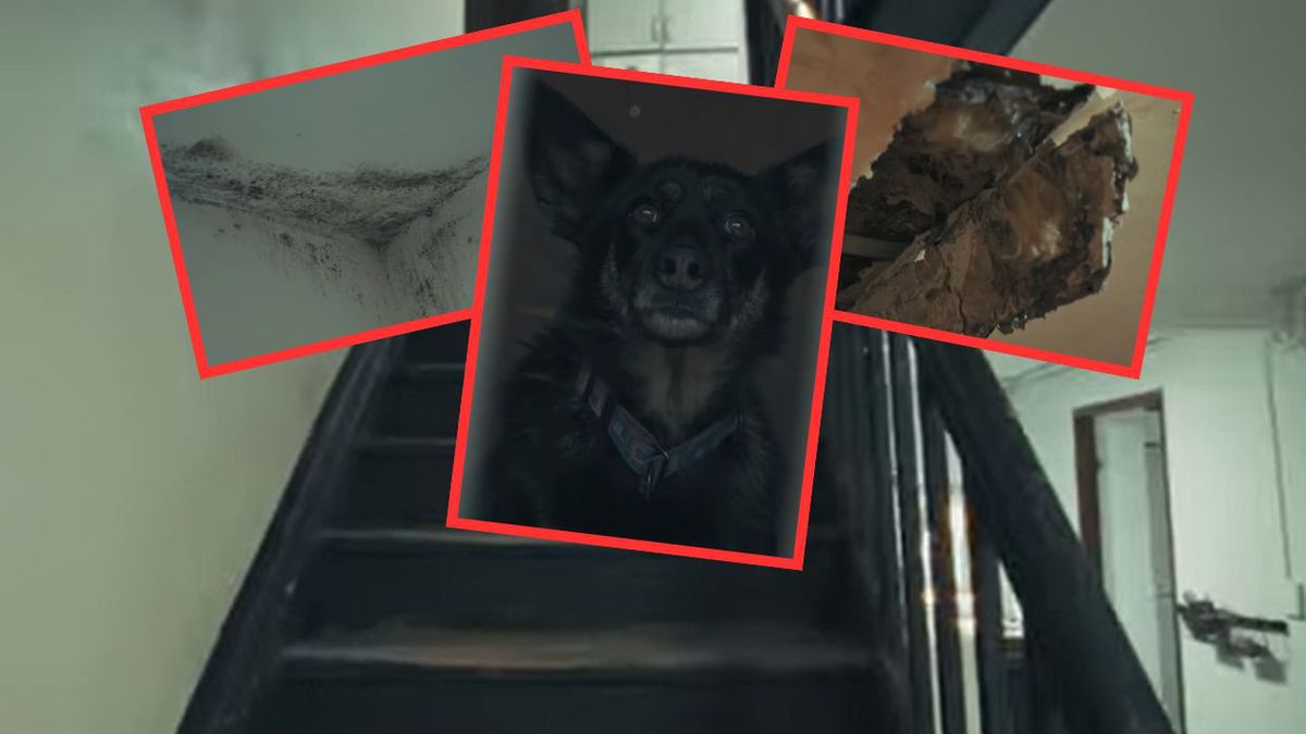 Fatalne warunki w azylu