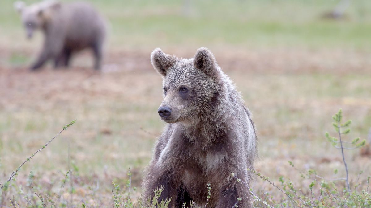 Nowe regulacje pozwolą myśliwym na strzelanie do niedźwiedzi 