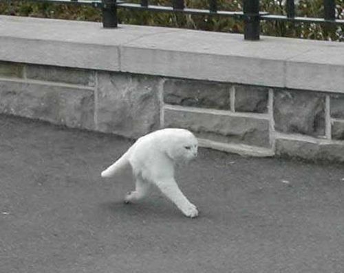 WTF dnia: dwunożny kot znaleziony w Google Street View [zdjęcie] 2
