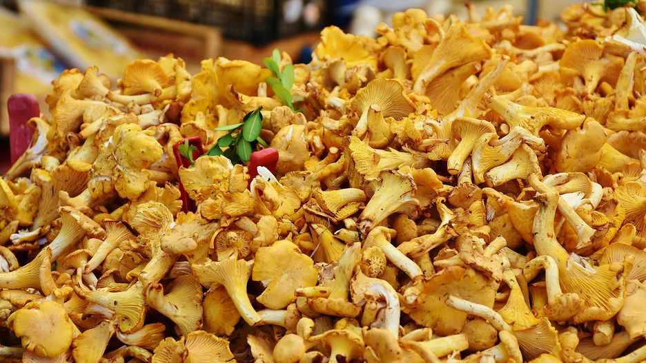 Ceny grzybów w październiku. Ile trzeba zapłacić za kilogram borowików, maślaków lub kurek?