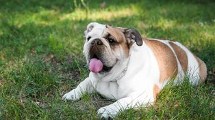 Pies ma nadwagę? Badanie porównało trzy sposoby żywienia