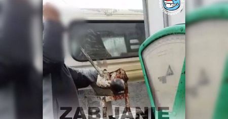 Zabijał karpie gilotyną bez ogłuszania. Dostał zarzut znęcania się nad zwierzętami