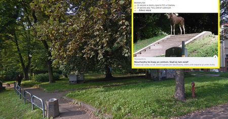 Wzbudza sensację w Gdańsku. Służby bezradnie rozkładają ręce