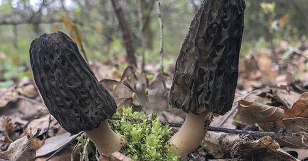 Ceny zwalają z nóg. Ogromna kara za zbieranie
