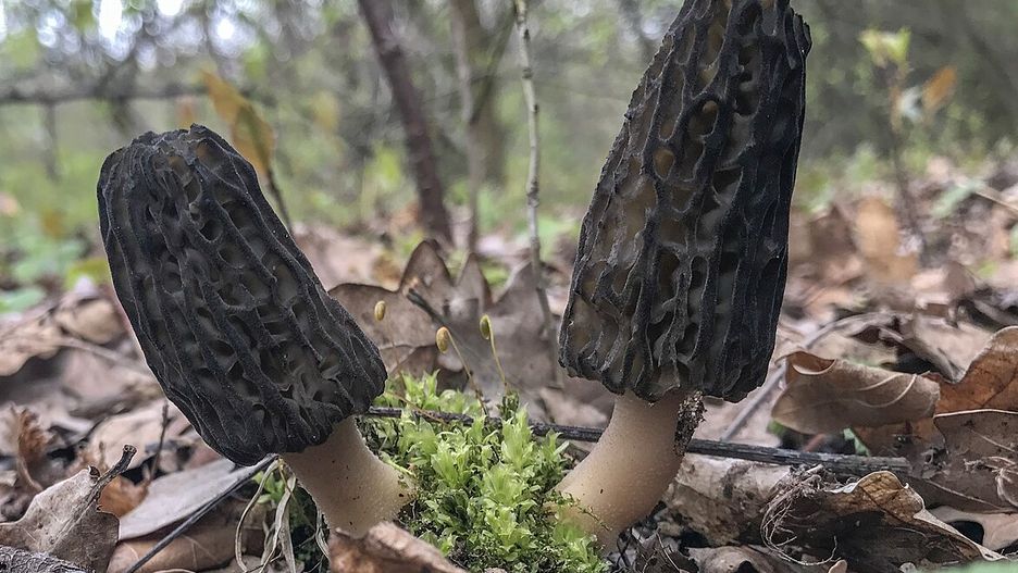 Dorodne smardze (Morchella elata), znalezione w okolicach Łodzi