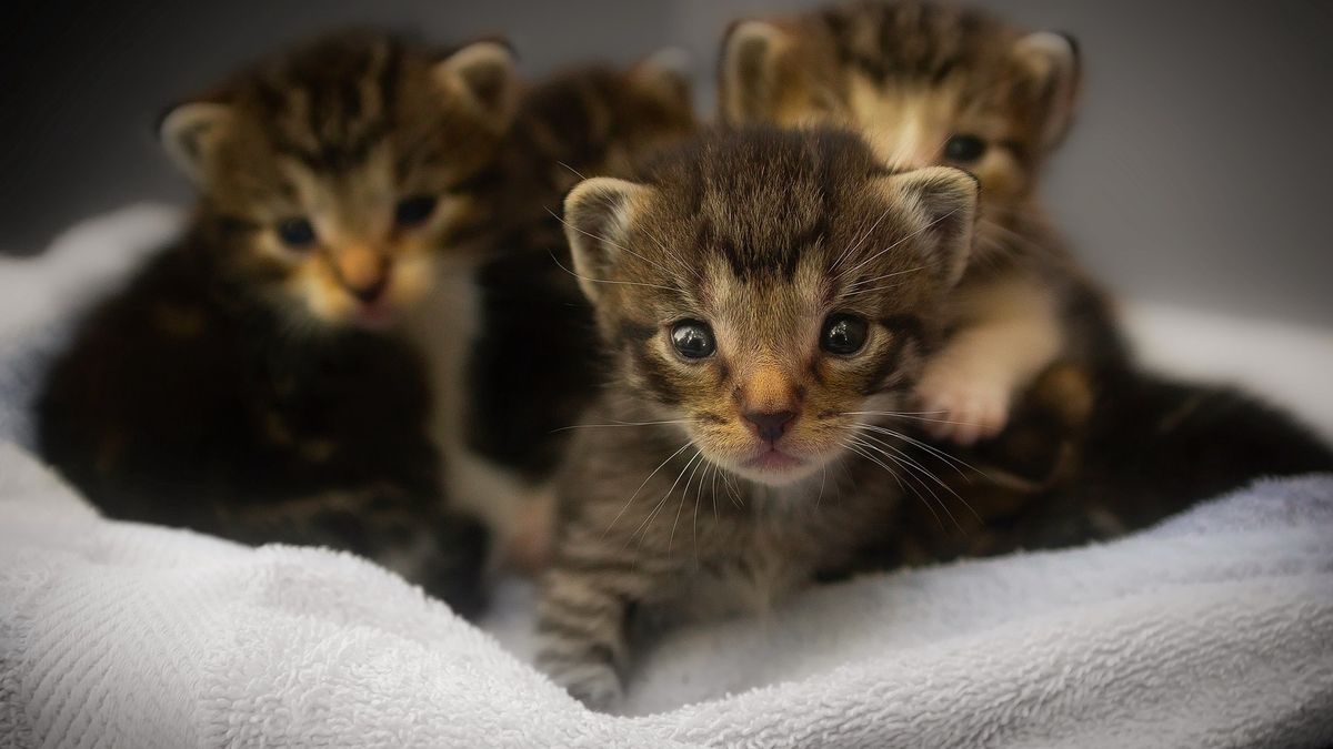 Ile wynosi podatek od kota?