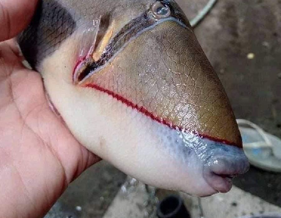 Zdjęcie ryby z ludzkimi zębami obiegło świat. Przerażające? Ekspert wyjaśnia