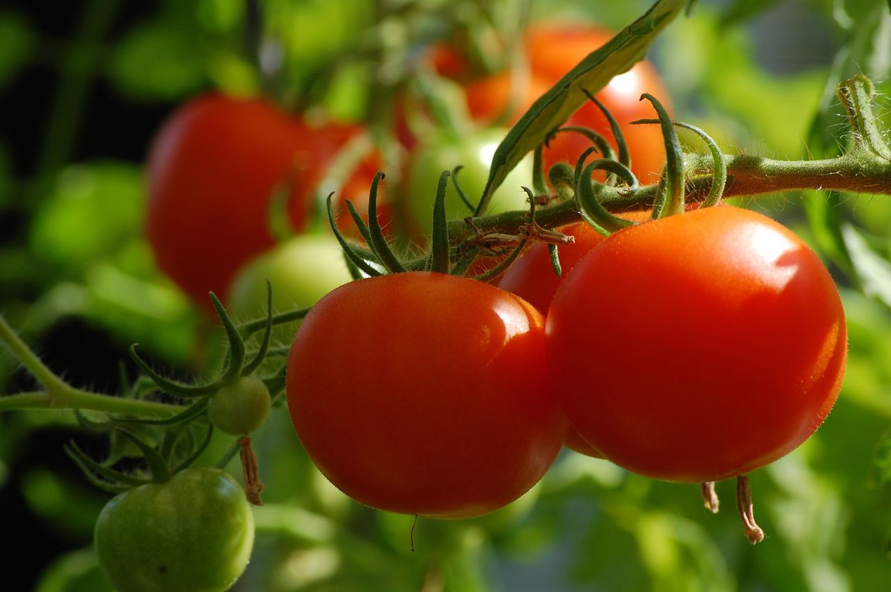 Nurturing the perfect tomato: Essential watering techniques for optimal growth