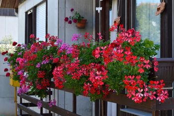 Domowa odżywka do pelargonii. Po niej doniczki uginają się od kwiatów