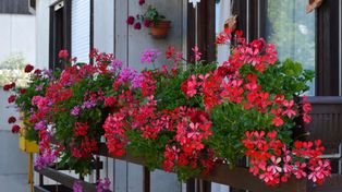 Domowa odżywka do pelargonii. Po niej doniczki uginają się od kwiatów