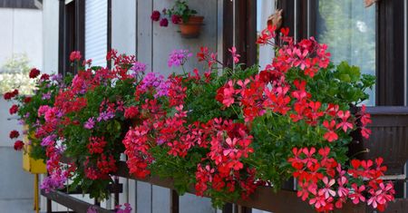 Domowa odżywka do pelargonii. Po niej doniczki uginają się od kwiatów