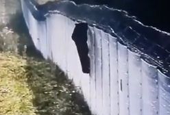 Bariera nie do przejścia. Nagranie z granicy z Białorusią podbija sieć
