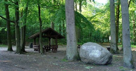 Chcą wyciąć puszczę. "To zabieg hodowlany"