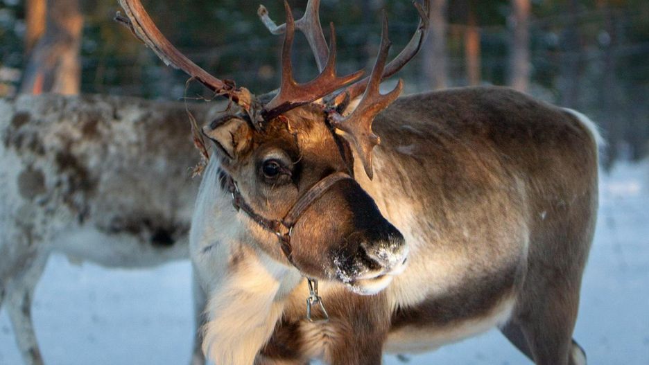 Podróżniczka opowie między innymi o tradycyjnych wypasach reniferów.