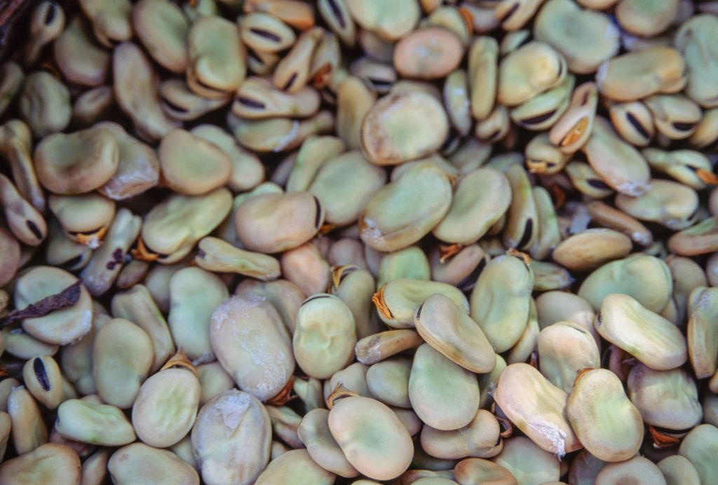 &quot;Stary&quot; bób może mieć ciemny - pomarańczowy lub brązowy kolor łupinki