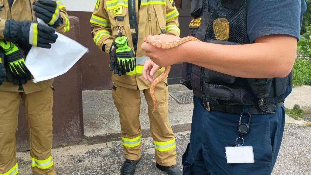 Funkcjonariusze mają za sobą nietypową akcję